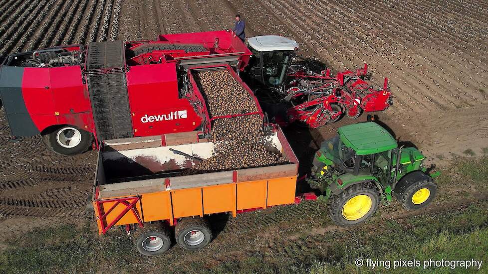 Aardappels rooien | Potato harvest | Kartoffelernte | Dewulf | Kwatro | Aardappeloogst 2022