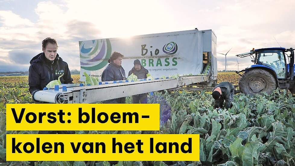 Bloemkooloogst nadert einde na vorst