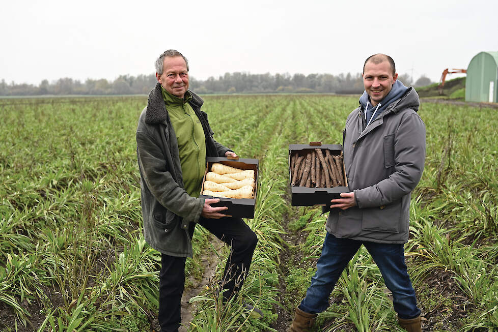 Jan en Sam van Geffen, Arenosa.