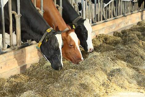 Koeien in de stal