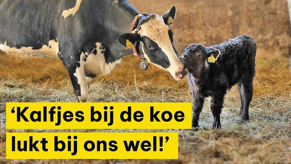 'Kalfjes bij de koe lukt bij ons wel!'