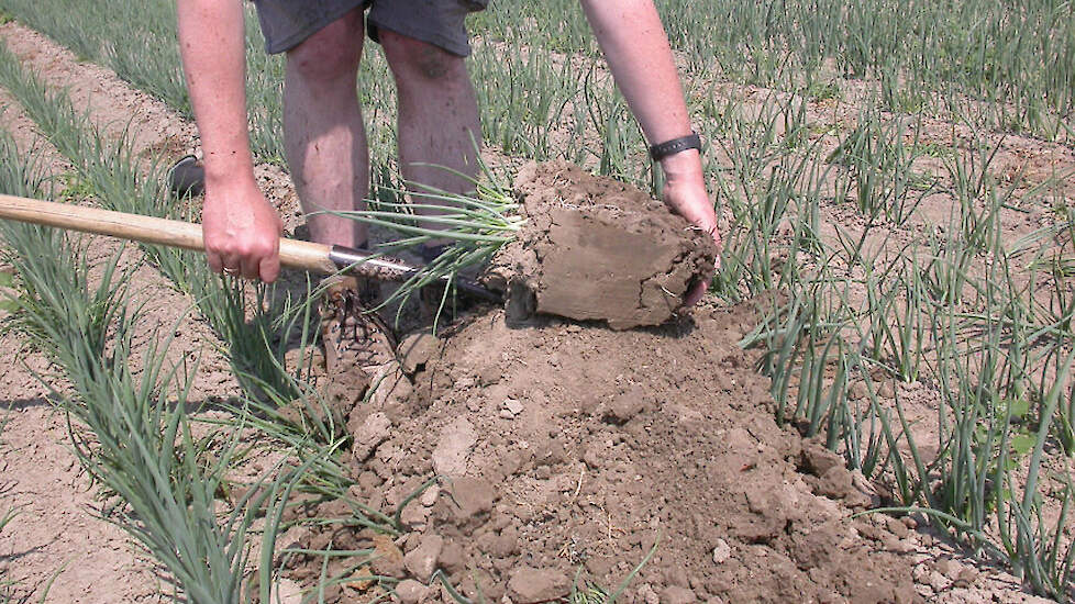 3. Leg de kluit op de grond
