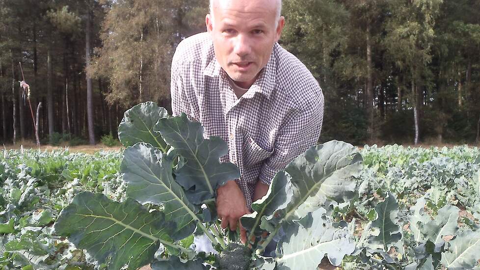 Edwin Nuijten in een broccoliveld