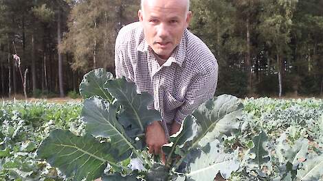 Edwin Nuijten in een broccoliveld