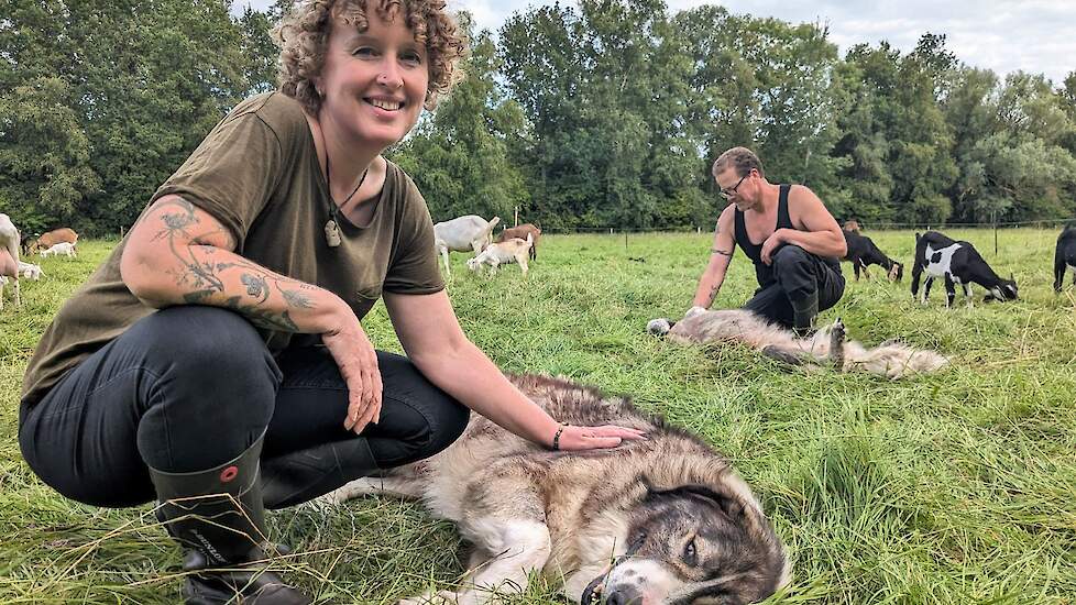 Karpatische herders tegen de wolf
