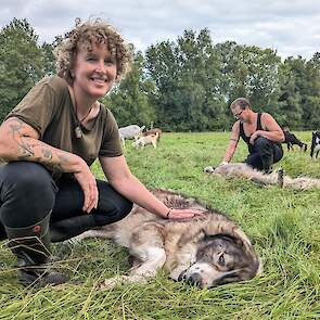 Karpatische herders tegen de wolf