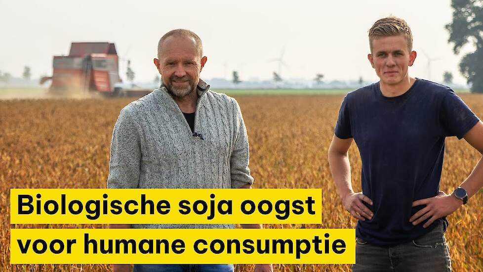 Biologische soja oogst voor humane consumptie