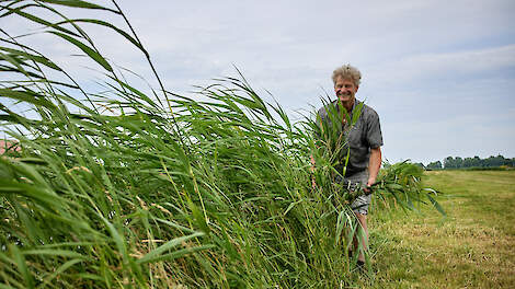 Frank Wennekers oogst riet voor stalstrooisel