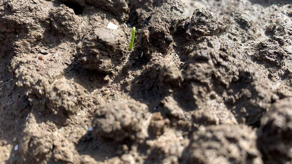 18 april: de eerste uien komen boven. 14 april voor de tweede keer gebrand.