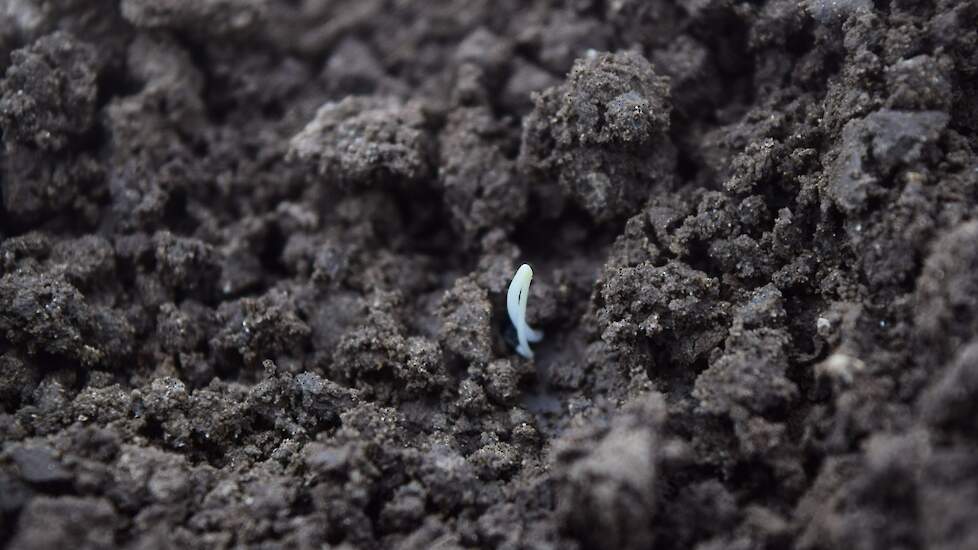 11 april: kiem. Ongeprimed zaad heeft meer temperatuur nodig om te kiemen.