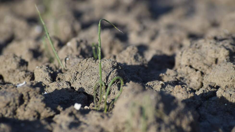 2 mei: ze staan te vlaggen. De moeilijke weersomstandigheden met dikke korst tot gevolg maken dat de opkomst niet geweldig goed is. Toch staan er voldoende planten