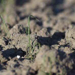 2 mei: ze staan te vlaggen. De moeilijke weersomstandigheden met dikke korst tot gevolg maken dat de opkomst niet geweldig goed is. Toch staan er voldoende planten