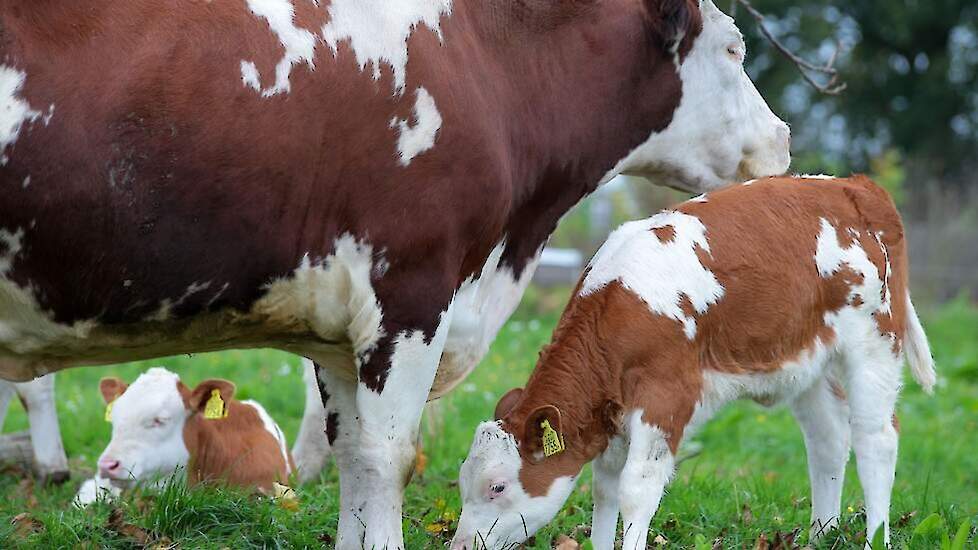 De Caring Farmers zijn als onderdeel van de Caring Movement één van de twaalf genomineerden.