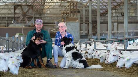 Walte en Willeke Veldman kochten in 2011 hun eerste lammeren aan. De veestapel groeide elk jaar met ongeveer 100 geiten. Van 300 ging het naar ruim 850 melkgeiten. Inmiddels zijn ze overgeschakeld naar biologisch.