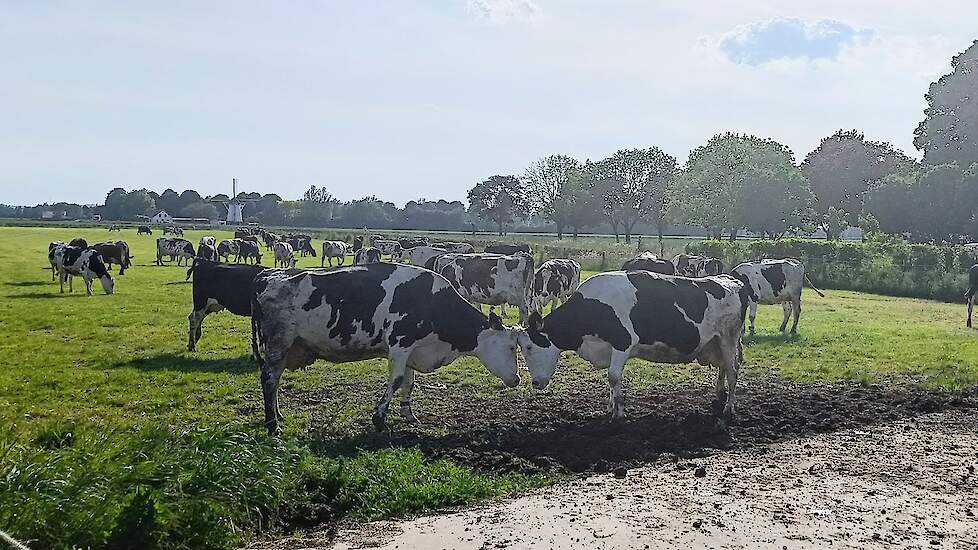 Video: Biologisch weidegangseizoen komt langzaam op gang, Skal Biocontrole controleert ‘met de mense