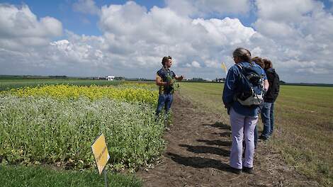 Groenbemesters uitleg velddag Agrifirm