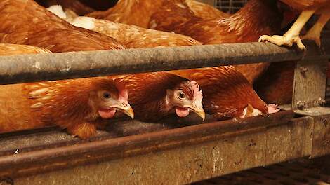 Het dierenwelzijn van biologische leghennen is drastisch verslechterd sinds voergrondstoffen 100 procent biologisch moeten zijn.