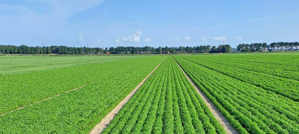 Perceel peterselie van Biotrio
