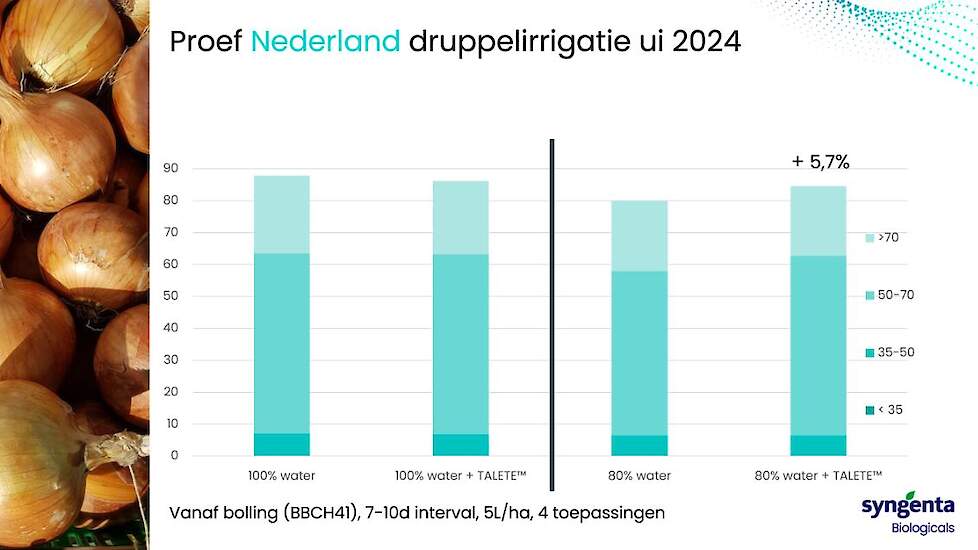 Bij een verminderde gift water werd in 2024 in uien een meeropbrengst gerealiseerd van 5,7%.  Ook hier nam het aantal uien in het grotere segment toe met 4 toepassingen TALETE™.