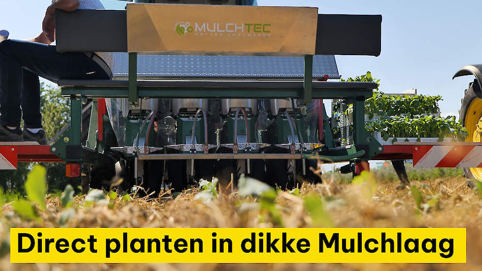 Direct planten in dikke Mulchlaag