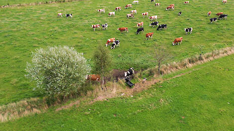 Koelste koeienweide bij Ruimzicht in Halle