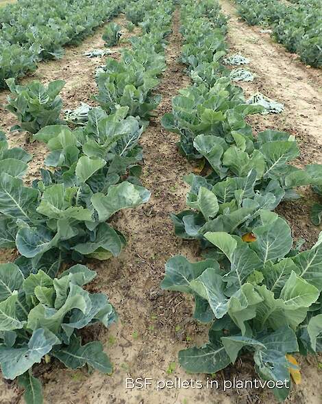 Frass in pelletvorm in plantvoet bij proeven van Inagro.