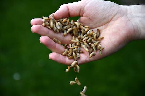 Uitwerpselen, vervellingshuidjes en voedselresten van de zwarte soldatenvlieg kunnen in frass zitten.