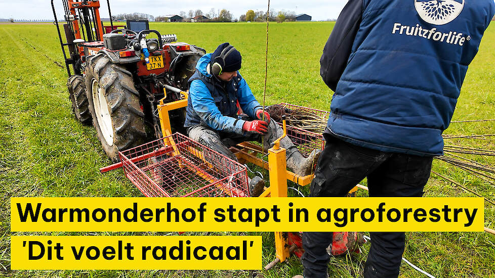 Warmonderhof stapt via innovatief boslandbouwsysteem in agroforestry: 'Dit voelt radicaal'